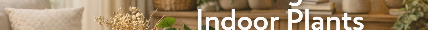 The Surprising Benefits of Indoor Plants
