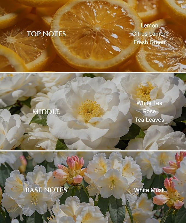 Aromadd White Tea Diffuser Oil Inspired by Luxury Hotel Scent, Essential Oils for Waterless Diffuser, White Tea & Bergamot, Long-Lasting & Natural Home Fragrance - 3.38 fl oz (100 mL)